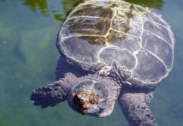 肌醇——魚、蝦飼料的能量補(bǔ)給站！